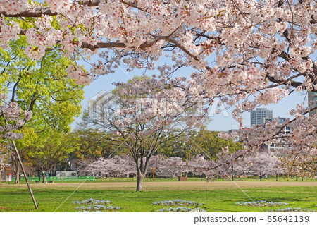 福岡縣福岡市大濠公園櫻花 福岡縣福岡市大濠公園櫻花 85642139