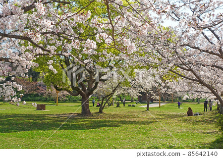 福岡縣福岡市大濠公園櫻花 福岡縣福岡市大濠公園櫻花 85642140