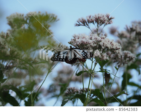 Chestnut tiger perching on the flower of Fujibakama 85642383