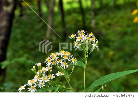 戈馬納花 85642472