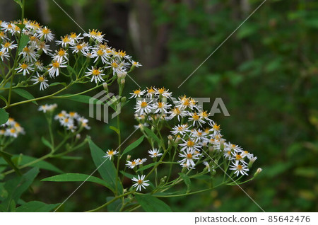 Gomana flower 85642476