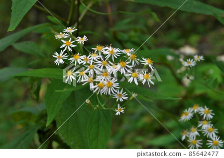 Gomana flower 85642477