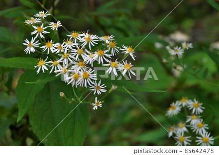 Gomana flower 85642478