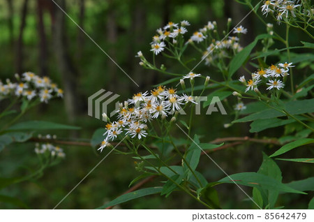 Gomana flower 85642479