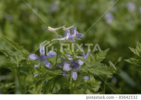 雲雀花/毛茛科的特寫鏡頭 85642532