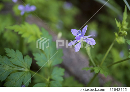 Diagonal close-up of Larkspur flower / Ranunculaceae 85642535