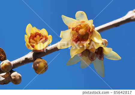 日本五香粉（日本五香粉） 85642817