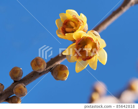 日本五香粉（日本五香粉） 85642818