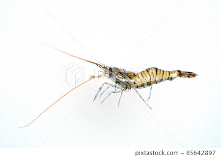 Sea prawns Sea prawns 85642897