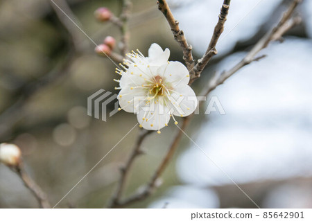 Plum blossoms blooming in the cold sky Plum blossoms blooming in the cold sky 85642901