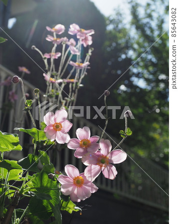 Shuigayuki花 Shuigayuki花 85643082