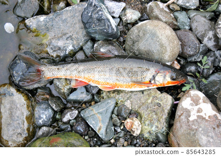我帶著躺在河邊的紅腹鯪魚 我帶著躺在河邊的紅腹鯪魚 85643285