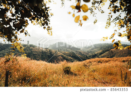 golden meadow in the mountains in the morning golden meadow in the mountains in the morning 85643353