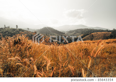 golden meadow in the mountains in the morning golden meadow in the mountains in the morning 85643354