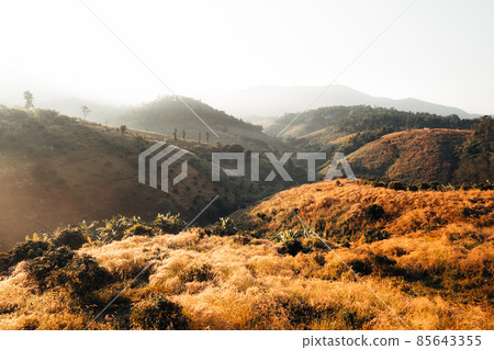 golden meadow in the mountains in the morning golden meadow in the mountains in the morning 85643355