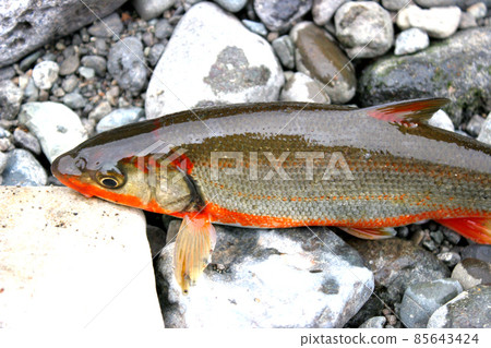 我帶著躺在河邊的紅腹鯪魚 85643424