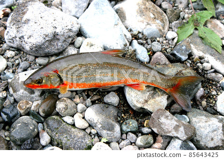 我帶著躺在河邊的紅腹鯪魚 85643425