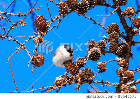 Tomakomai City, Hokkaido ・ Marsh tit during meals 85643573