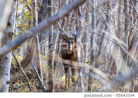 Shiraoi-cho, Hokkaido, male ezo deer I met in the woods [December] 85643594