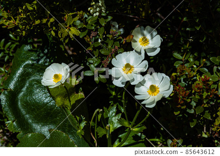 Mount Cook Lily (New Zealand) 85643612