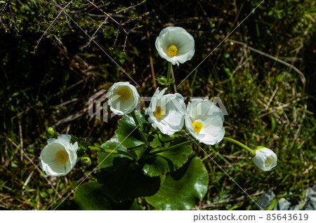 Mount Cook Lily (New Zealand) Mount Cook Lily (New Zealand) 85643619