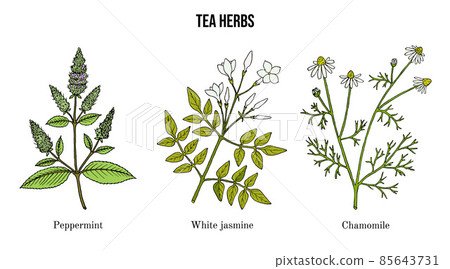 Set of different tea plants Set of different tea plants 85643731