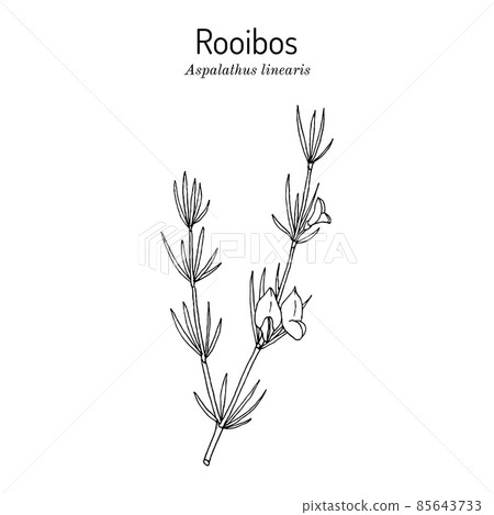 Rooibos Aspalathus linearis , or bush tea plant 85643733