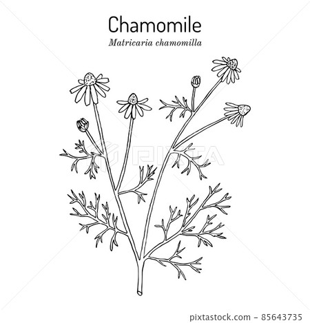 Chamomile or camomile Matricaria chamomilla , medicinal plant Chamomile or camomile Matricaria chamomilla , medicinal plant 85643735