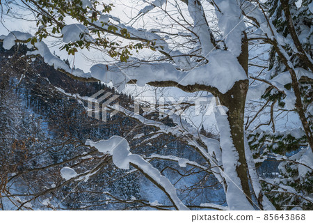 Trees wearing snow [Otari-mura, Kitaazumi-gun] 85643868