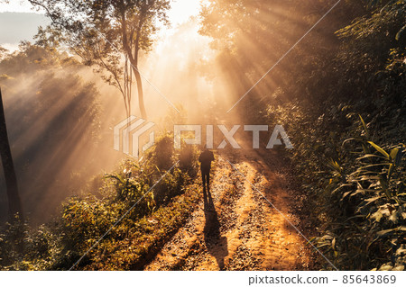 golden morning fog in the forest golden morning fog in the forest 85643869