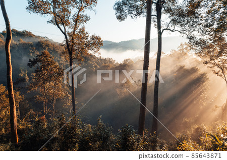 golden morning fog in the forest golden morning fog in the forest 85643871