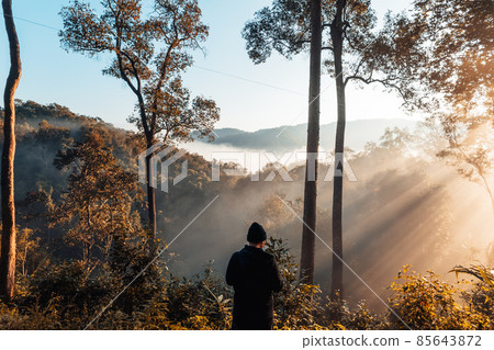 golden morning fog in the forest 85643872