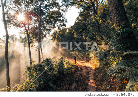 golden morning fog in the forest golden morning fog in the forest 85643873