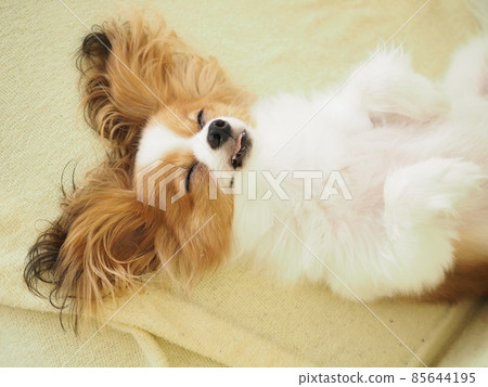 A dog lying on its back and sleeping unprotected 85644195
