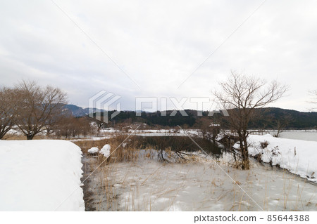 一個小池塘和許多死樹在隆冬的雪地裡。 一個小池塘和許多死樹在隆冬的雪地裡。 85644388