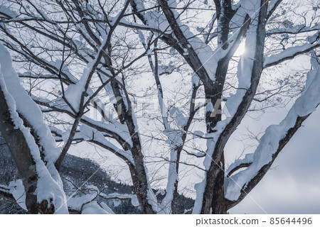 披著雪的樹[北安濠郡小谷村] 85644496