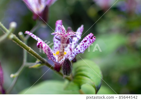 Wildflowers with purple spots are in bloom against the background of green leaves. Wildflowers with purple spots are in bloom against the background of green leaves. 85644542