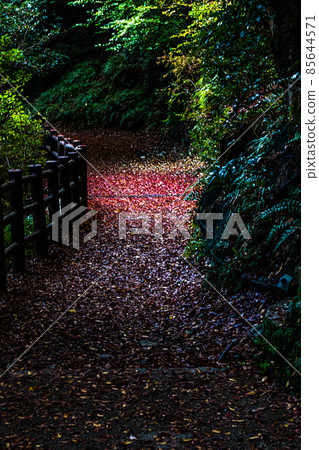 Photo of autumn leaves 85644571