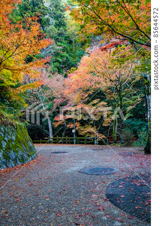 Photo of autumn leaves 85644572