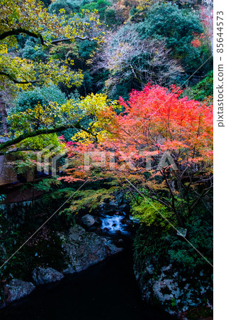 Photo of autumn leaves Photo of autumn leaves 85644573