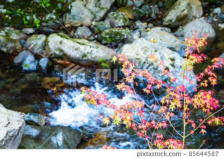 Photo of autumn leaves Photo of autumn leaves 85644587