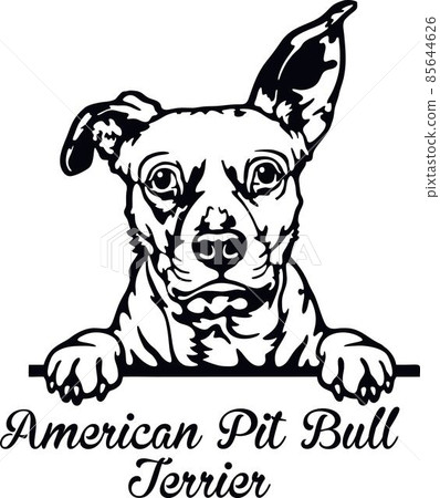American Pit Bull Terrier Peeking Dog - head isolated on white 85644626