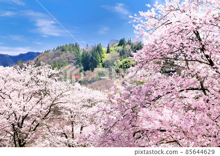 Cherry blossoms on a dream farm Cherry blossoms on a dream farm 85644629