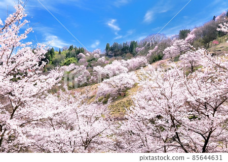 Cherry blossoms on a dream farm 85644631