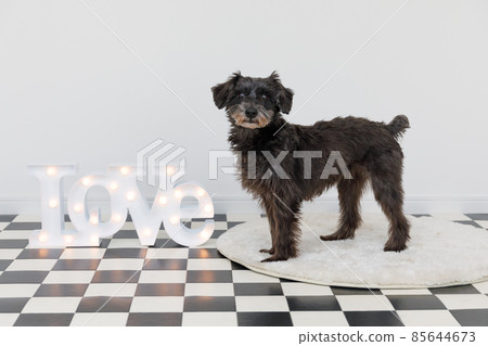 Dog and LOVE board 85644673