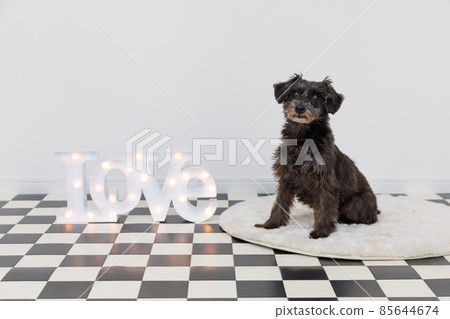 Dog and LOVE board 85644674