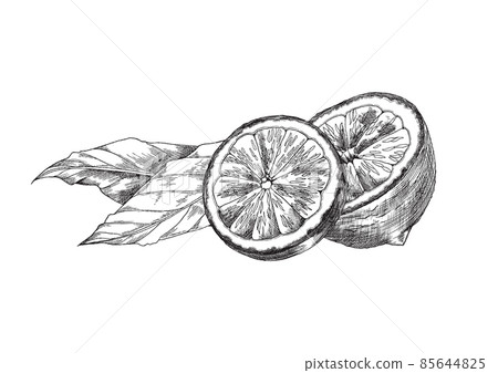 Lemon half with leaf antique vector sketch, lemonade or lemon tea package design. Citrus fruit sliced half illustration. 85644825
