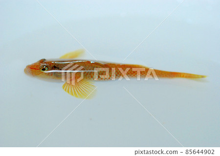 Shima Yoshinobori 85644902