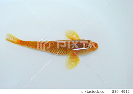 Shima Yoshinobori 85644911