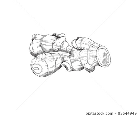 Ginger root side view, pencil sketch. Hand drawn turmeric root, isolated drawing. Vintage ink vector illustration. 85644949